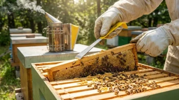 The Beekeeper’s Guide to Hive Tools: How to Choose and Use Them for Efficient Apiary Management
