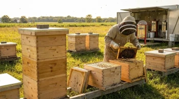 How the Langstroth Hive Solves Beekeeping Challenges for Hobbyists and Professionals