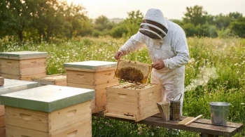 Bee-Friendly Honey Harvesting: Maximizing Yield While Safeguarding Your Langstroth Hive