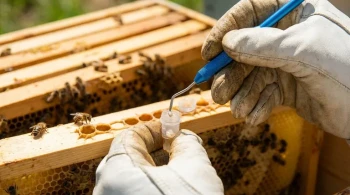 The Grafting Tool Dilemma: A Micro-Decision with Macro-Impact for Commercial Apiaries