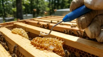 Microsurgery in the Apiary: The Unseen Power of the Queen Grafting Tool