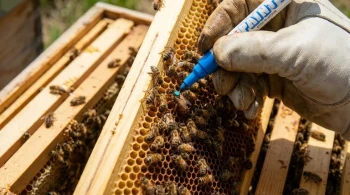 The Hidden Risk in Your Marking Pen: How to Protect Your Queens and Your Profits