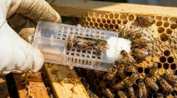 An Engineered Truce: The Psychology of the Queen Cage