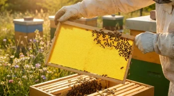 How Precision-Engineered Beeswax Sheets Boost Hive Health and Honey Production