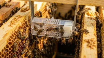 A Timed Release of Power: The Social Engineering of the Queen Cage