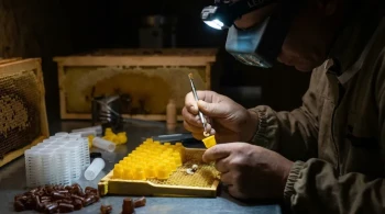 The Architect of the Hive: Turning Queen Rearing from Art to Engineering