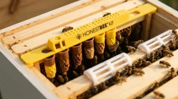 Manufacturing Royalty: The Precise Architecture of Queen Rearing