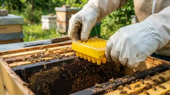 The Art of Deception: Integrating Queen Rearing Kits into the Hive Mind