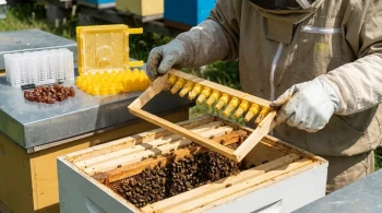 Harnessing the Emergency Impulse: The Biology of Commercial Queen Rearing