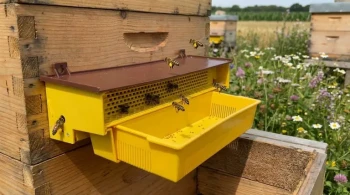 The Art of Gentle Intervention: A Guide to Pollen Trap Mechanics and Bee Psychology
