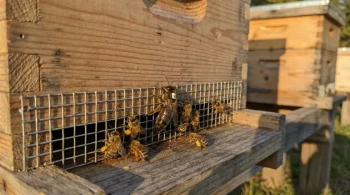 The Queen's Prison: How a Pollen Trap Can Create a Single Point of Failure in Your Apiary