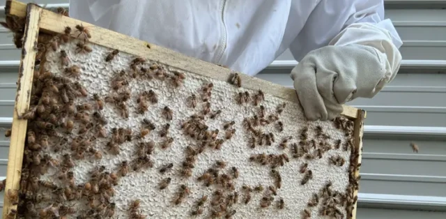 How Manual Embossing Machines Elevate Honeycomb Quality for Beekeepers