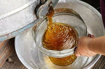 How to Harvesting Honey