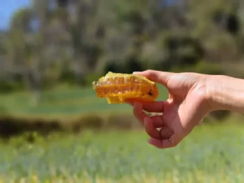 How to Harvest Honey from Foundationless Frames Without Damaging Wax Combs