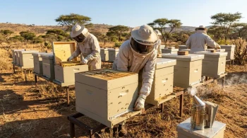 保护您的液体黄金：如何预防和制止非洲养蜂场的盗蜂现象