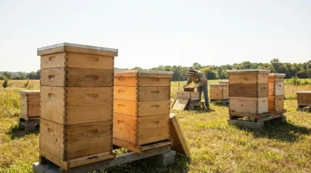 Strategic Super Sizing: How Beekeepers Optimize Hive Management