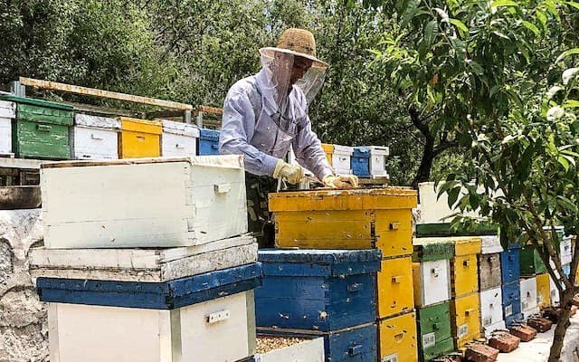 Beginner knowledge of beekeeping