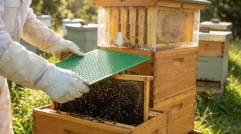 Strategic Queen Excluder Use in Flow Hives: Preventing Brood Contamination Without Triggering Swarms