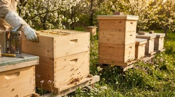 Comment agrandir vos ruches au printemps sans déclencher d'essaimage