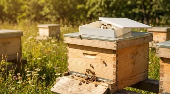 How to Choose the Right Bee Feeder for Your Hive’s Health and Efficiency