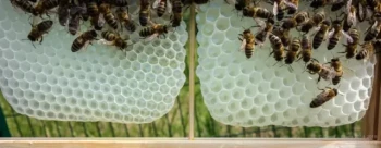 How to Prevent Cross-Combing in Foundationless Hives: A Beekeeper’s Guide