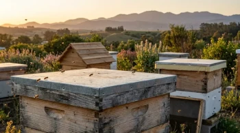 How Beehive Top Cover Design and Materials Protect Your Colony's Health