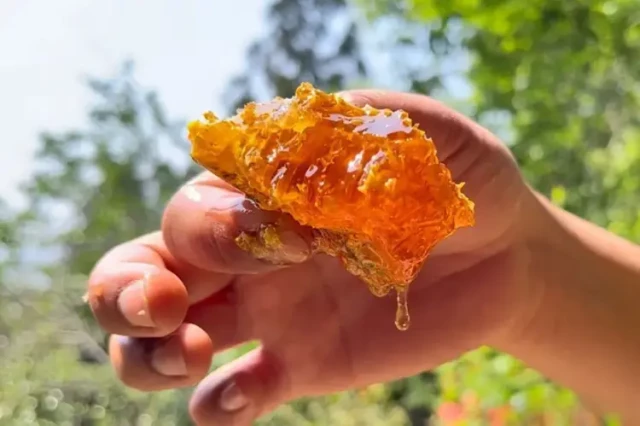 Comment les ruches Top Bar permettent une récolte de miel durable pour des abeilles en meilleure santé