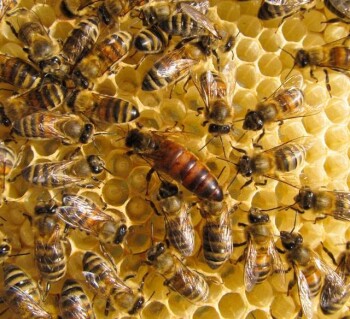 The social structure of bee populations