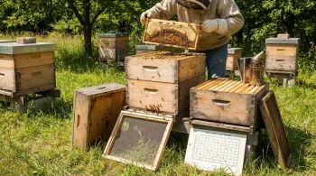 How the Langstroth Hive Solves Modern Beekeeping’s Biggest Challenges