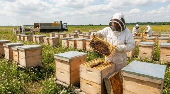 How Langstroth Hives Outperform Other Designs for Commercial Honey Production