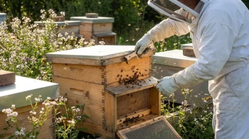 How to Optimize Beehive Ventilation: Prevent Disease and Boost Colony Health