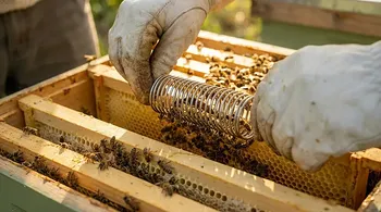 How to Introduce a Queen Bee Successfully Using Queen Cages: A Beekeeper’s Guide