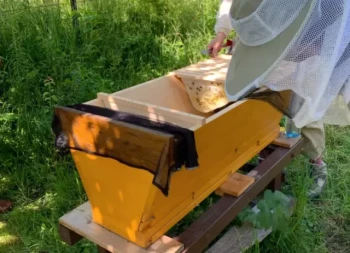 Arnie Top Bar: Un approccio sostenibile per un'apicoltura rispettosa delle api