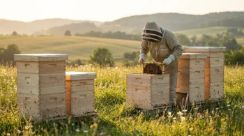 How Langstroth Hives Solve Universal Beekeeping Challenges Through Smart Design