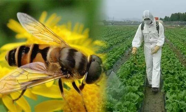 How to avoid bee poisoning from pesticides