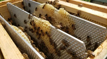 How Precision-Textured Aluminium Castings Boost Hive Productivity by Mimicking Nature
