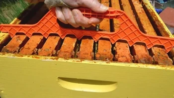 How Bee Space Dictates Hive Success: Science-Backed Management Strategies