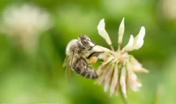 Come scegliere tra le arnie Top Bar e Langstroth per un'apicoltura senza problemi