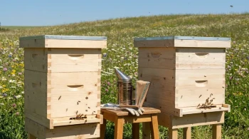 How to Choose Between 8-Frame and 10-Frame Langstroth Boxes for Optimal Beekeeping