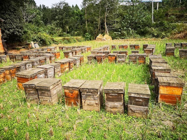 Where and how to prevent beehives