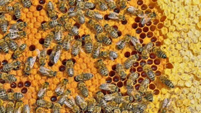 蜜流与朗斯特罗蜂箱：哪种系统效率更高、蜜蜂更健康？