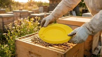 How to Use Escape Boards for Stress-Free Honey Harvesting: A Beekeeper's Guide