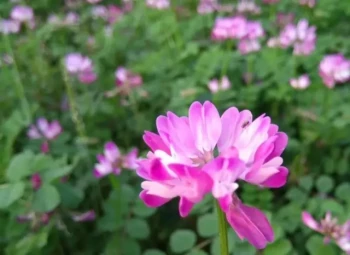 Perché le arnie Langstroth sono la scelta migliore per gli apicoltori principianti