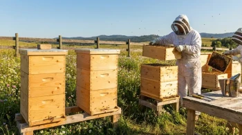 How to Choose Langstroth Hive Box Sizes for Ergonomics, Efficiency, and Bee Health