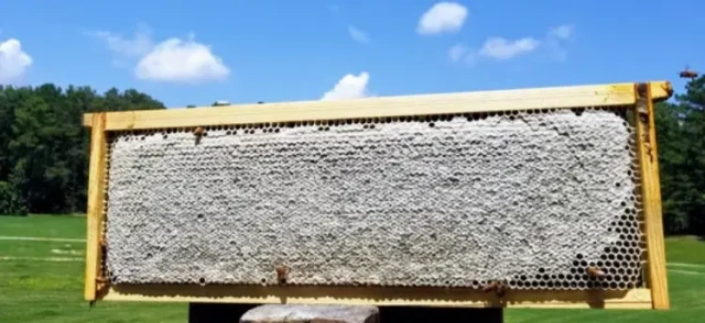 Come Ottimizzare la Produttività dell'Alveare con la Corretta Implementazione della Favo Fondamenta