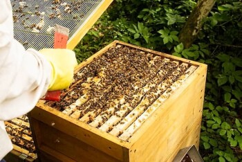 How to choose a beehive for novice beekeepers