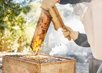 How to Use a Bee Brush Safely: Protecting Bees While Managing Your Hive
