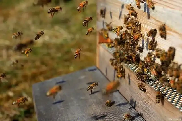 Strategic Entrance Reducer Management: From Hive Defense to Colony Growth Optimization