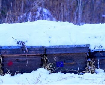 How to Help Bee Colonies Overwinter - Preparing Beehives for Winter