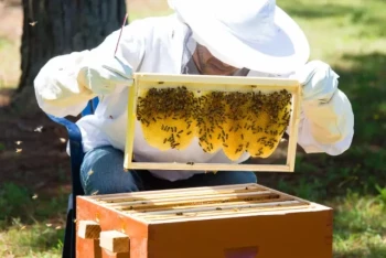 How to Choose Between Foundation and Foundationless Frames for Healthier Langstroth Hives